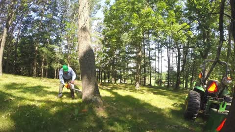 Felling leaning dead oak