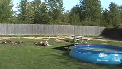 Kid Fails To Jump BMX Bike Over Kiddie Pool