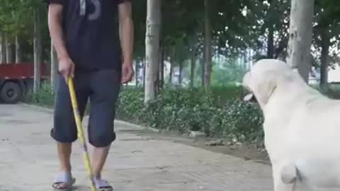 DOG SAVE BLIND MAN LIFE