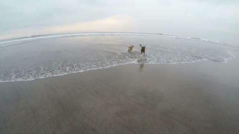 Two dogs running off leash, playing, and frolicking together in the ocean shallow water