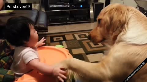 Golden Retriever Puppy and Baby Adorable Interactions😄😍