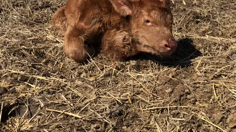 Heifer With Her Heart in Her Neck