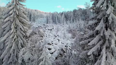 Drone Footage of Winter Landscape of Pine Trees full of Snow