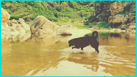 dog labrador pet playful water