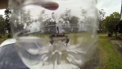 Red-Headed Mouse Spider - Missulena Occatoria (male)