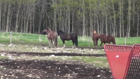 Horses vs a grizzly bear in a showdown!