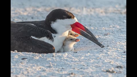 Black Skimmers Nesting