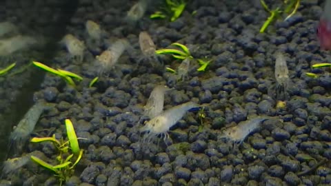 Small shrimps' meal time