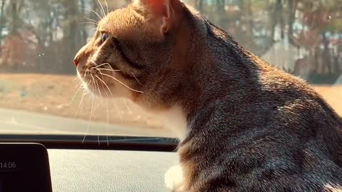 Driving with my cat