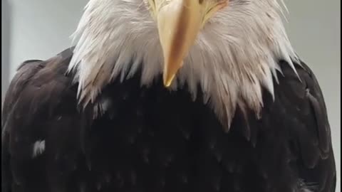 baldeagle#training#bestsound