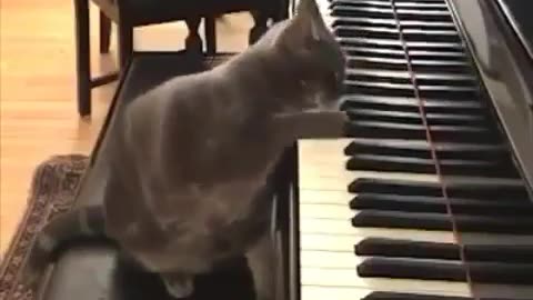 Funny Cat Playing Piano