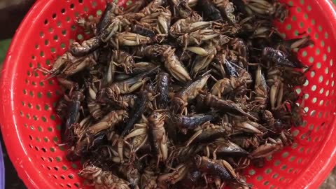 Yummy cooking Crickets recipe _ Cooking skills _ Khmer Survival Skills