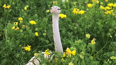 Beautiful Snake Enjoys the Flowers