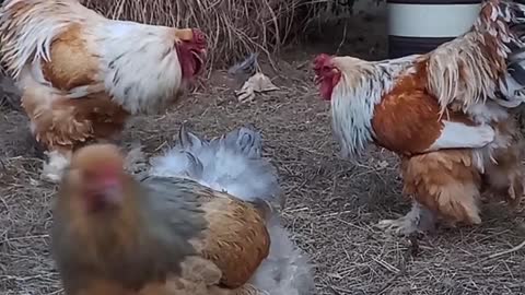 Lemon Pyle Brahma Roosters spar for dominance