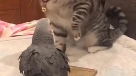 Cat playing with Pigeon - Funniest