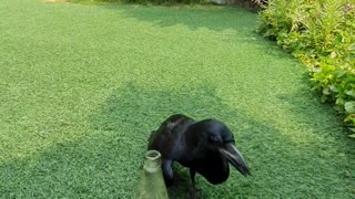 Black Bird Caws and Collects Pebbles