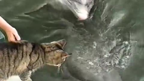 Funny - A cat plays with a dolphin and falls into the water