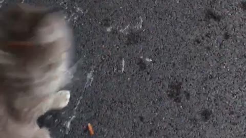 Kitty Wearing Chip Bag Can't Cross The Road