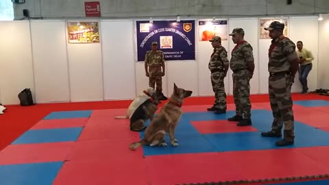 Indian army dog train for attack the theif 🐕🐕🐕