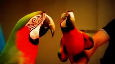 Parrot talks to the Mirror !!!!