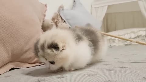 cute kitten videos short leg cat- KimsKennelUS