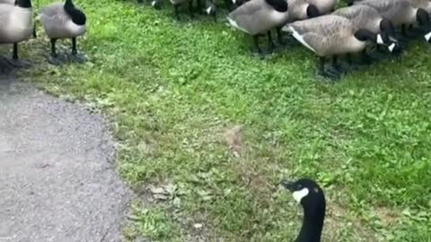 Neat geese in military training