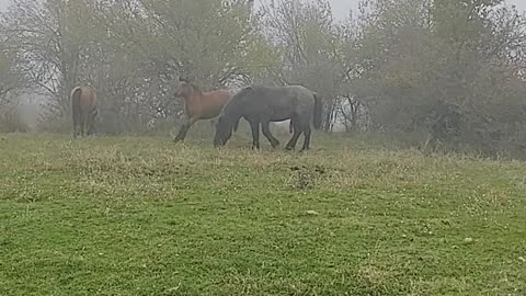 video-of-horses-grazing