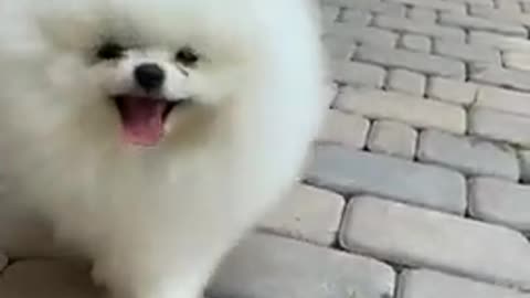 CUTE DOG