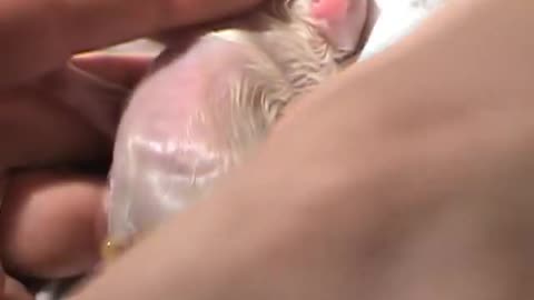 Amazing Dog Birth ( part 2 )