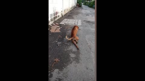 Clever Dog Fakes Broken Leg (Hilarious moment) Acting Skill 100% Genuine