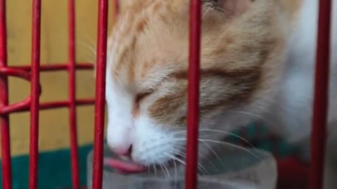 animal. animal kingdom. animal shelters near me. Cute cat video