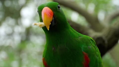 Watch this cute parrot snacking!