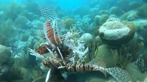 Scuba Dive at Elbow Beach, Bermuda