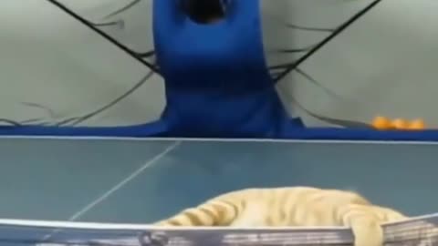 Cat plays ping pong