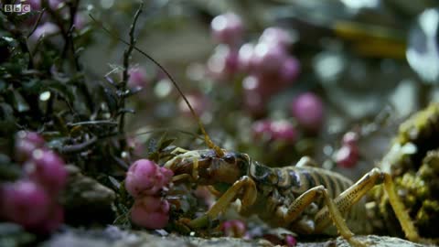 Insect Returns From The Dead | Wild New Zealand | BBC Earth