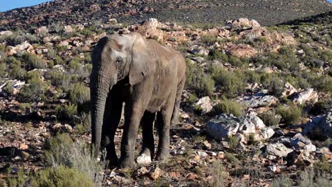 desert elephant