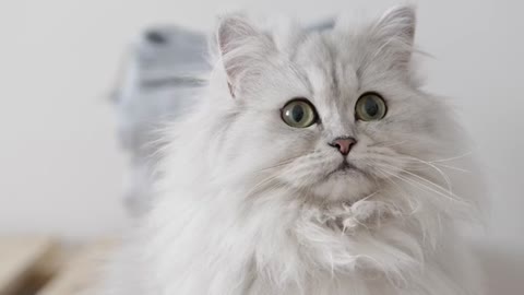 What a beautiful and cute white cat it is