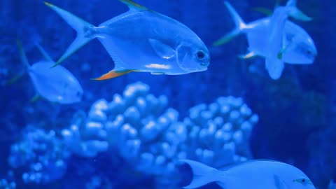 Marine aquarium full of fishes and plants. Exotic fishes swim underwater