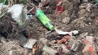 Cranky Cobra Attacks Excavator Bucket