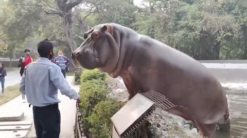 Zoo Guard Slaps Hippo Back