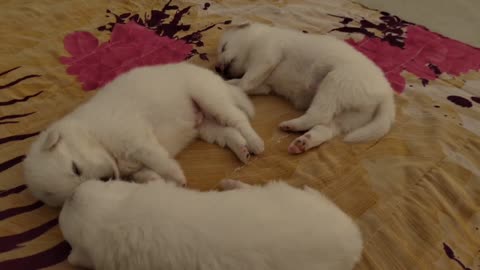 20 day old indian spitz cute