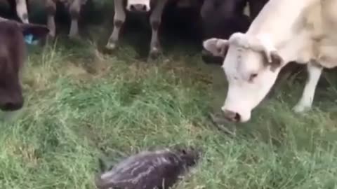 Moo-sical Intrigue: Curious Cows Mesmerized by Feathered Maestro!