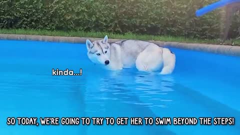 Husky Dog - Beautiful Husky Dog in Swimming Pool Part 2