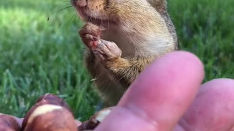 Cute Chipmunks