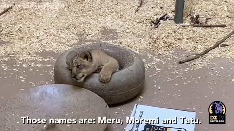 Denver Zoo lion cub meets dad for the first time