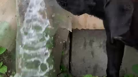 Cane corso puppy drinks from water fossett