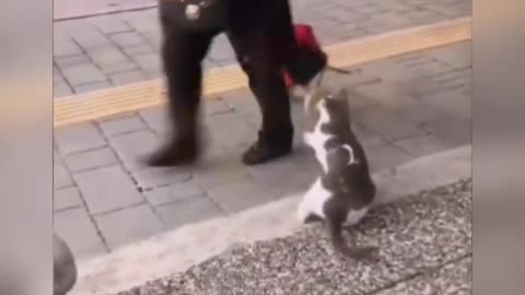 cat doesn't like humans