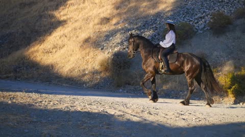 Side view of purebred graceful brown horse walking in sunlight