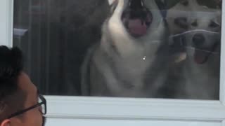 Derpy Husky Pushing Face Against Screen Door