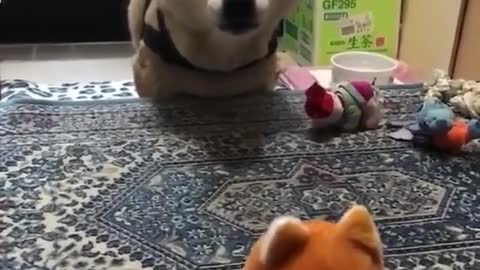 very funny dog ​​playing.